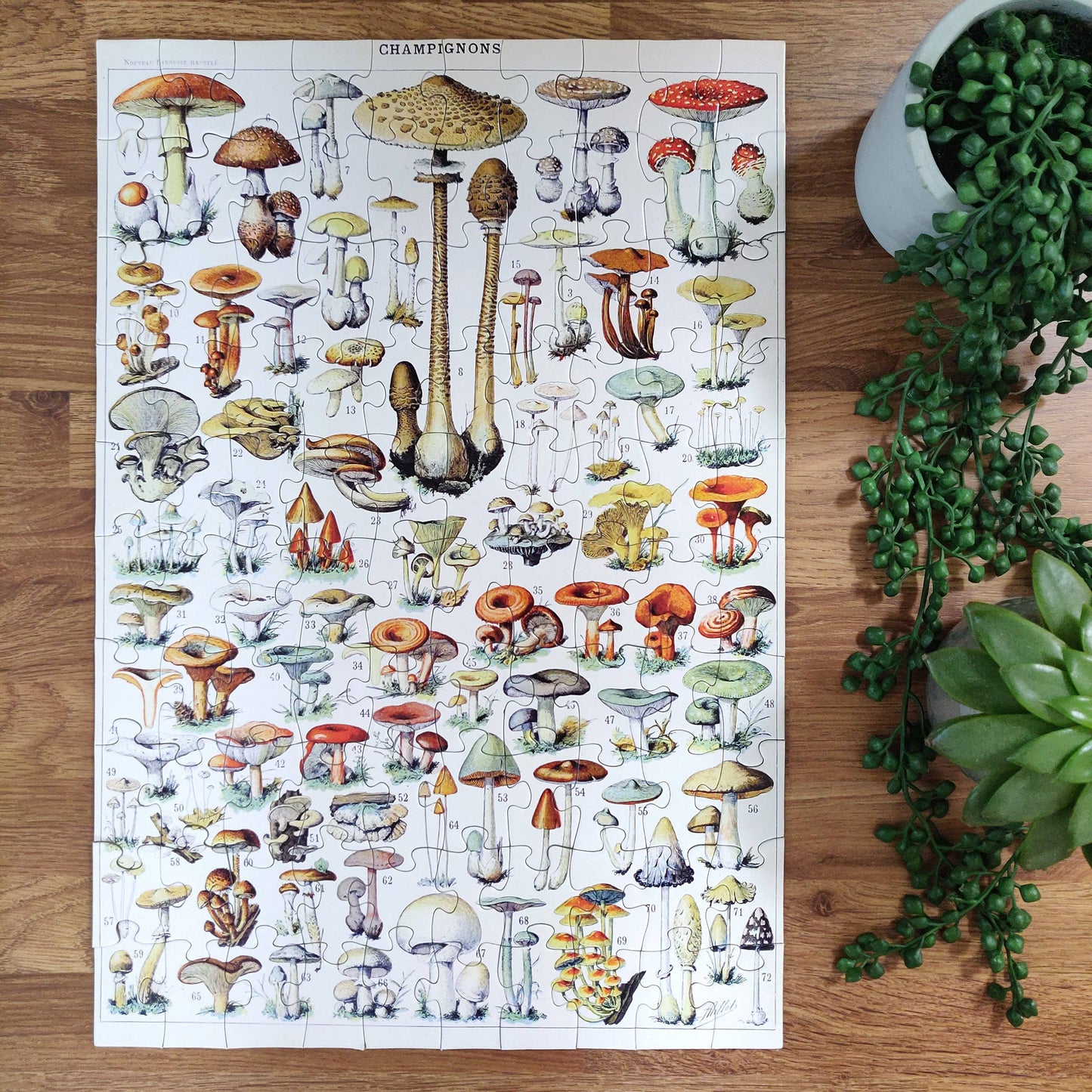 Vintage Mushrooms 100 Piece Jigsaw